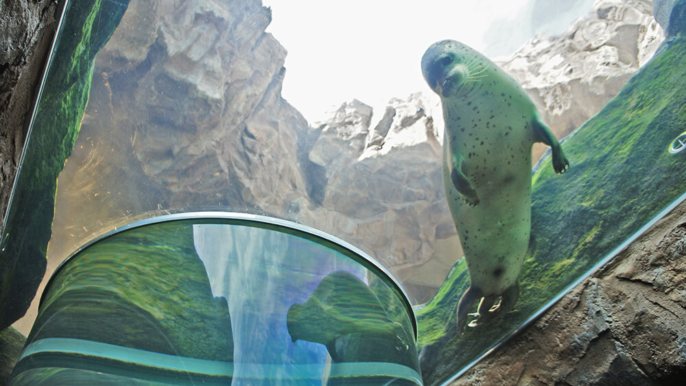 小海豹游出管外向下張望粉絲旅人的萌樣，旭山動物園。