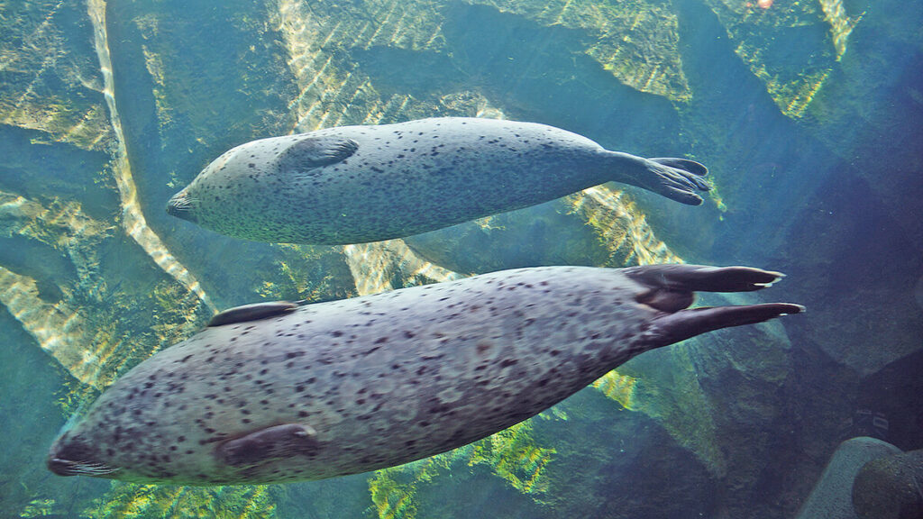 兩隻海豹水中躺著游。