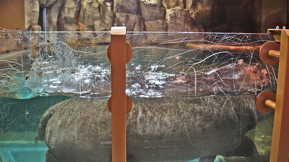 河馬在水中悠遊，旭山動物園。