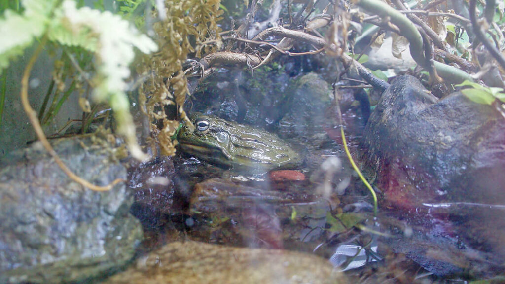 河馬池拍到的青蛙。