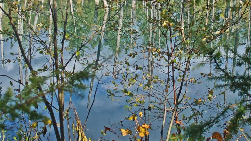 藍色水面，樹影交錯，虛實難辨，北海道青池。
