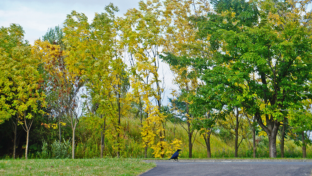 秋天的莫埃來沼公園與烏鴉散步。