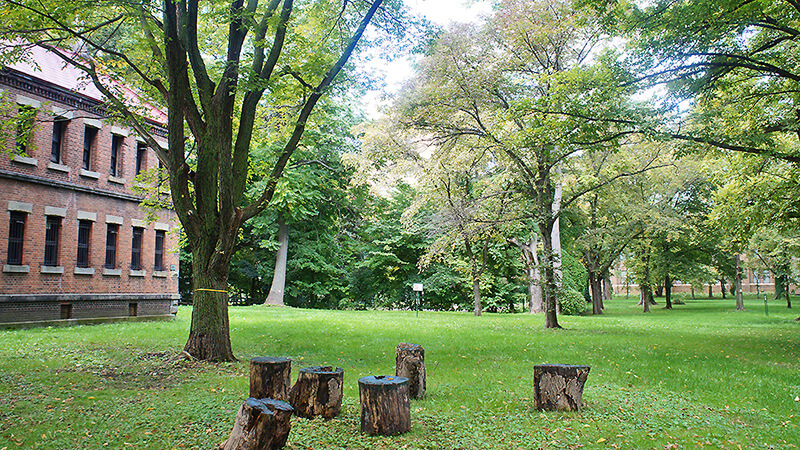 天然樹凳，北海道大學。