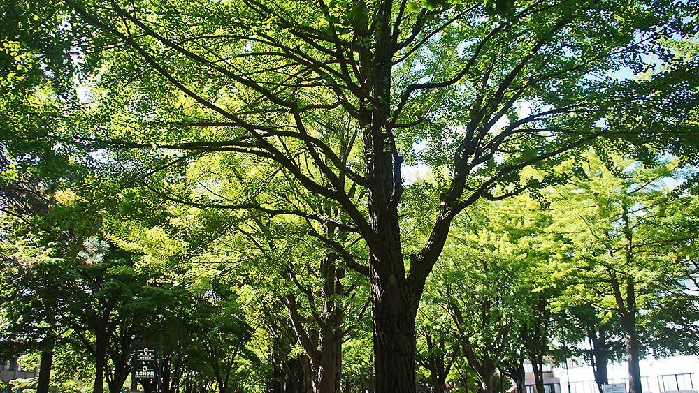 銀杏樹，生命科學院外，北海道大學。