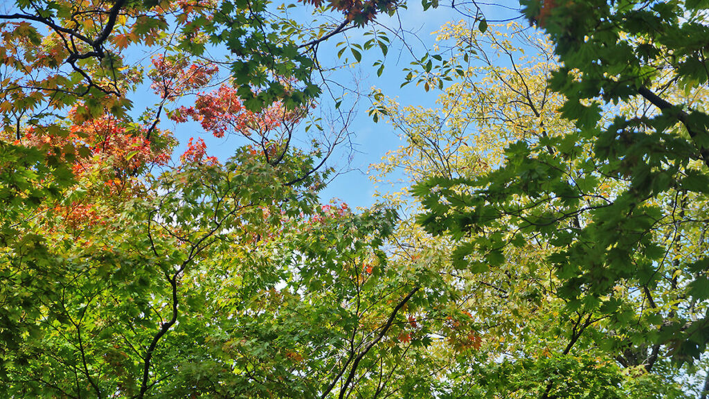 小小紅紅的楓葉，9月底的北海道大學。