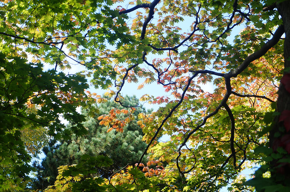 楓葉著色中，北海道大學。