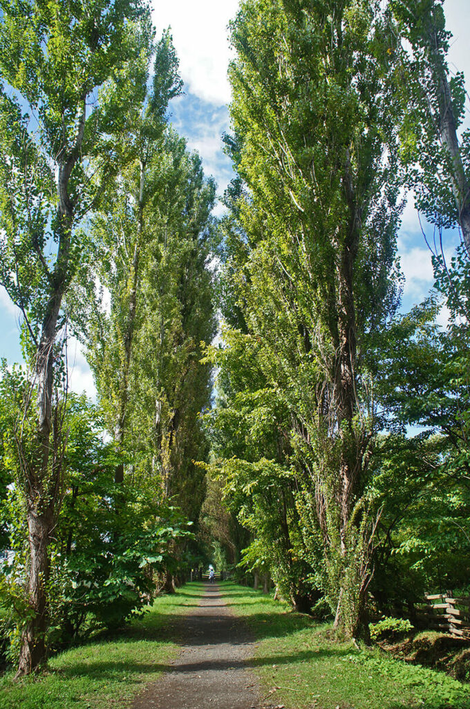北大白楊林蔭道，高30公尺的白楊樹，北海道大學代表地標之一。