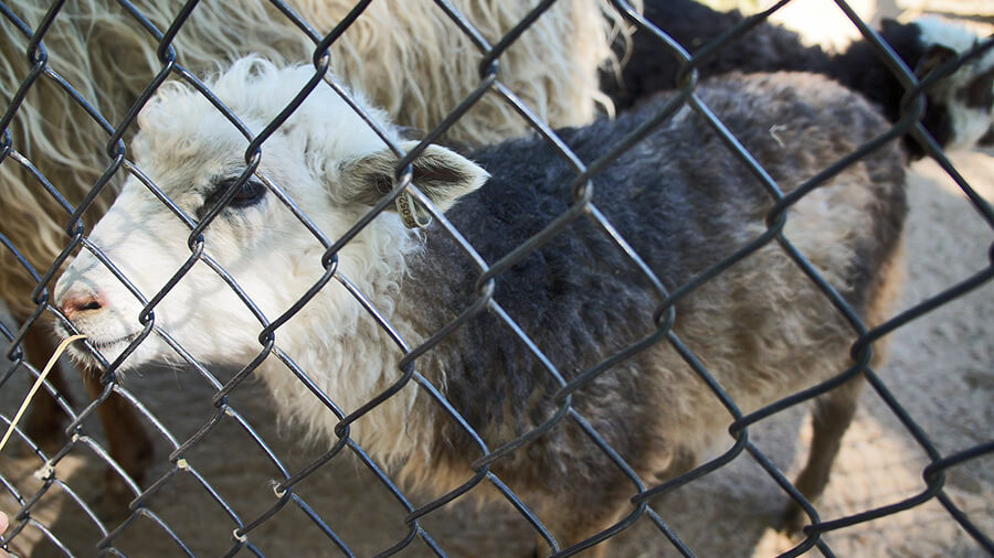 寶寶羊，太可愛了！可以隔著柵欄餵他們吃草。