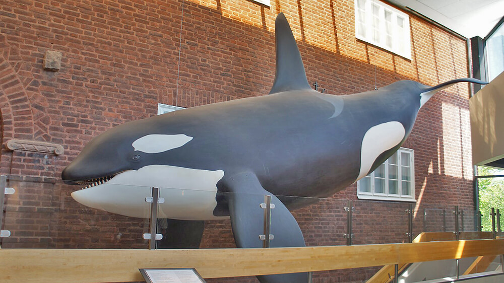 入口大鯨魚模型。