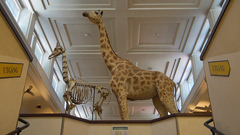 長頸鹿模型與骨骼標本！