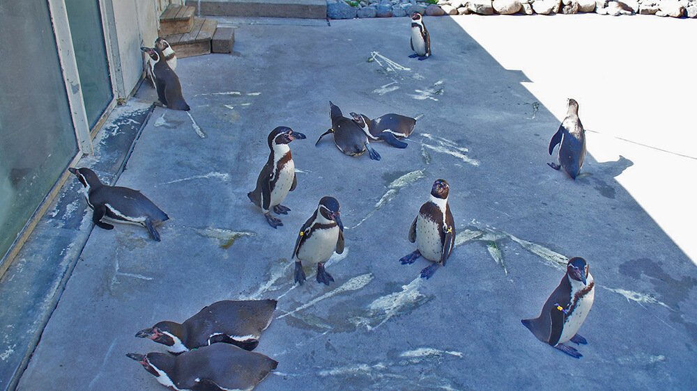 岸上企鵝們！靠在一起休息好可愛。