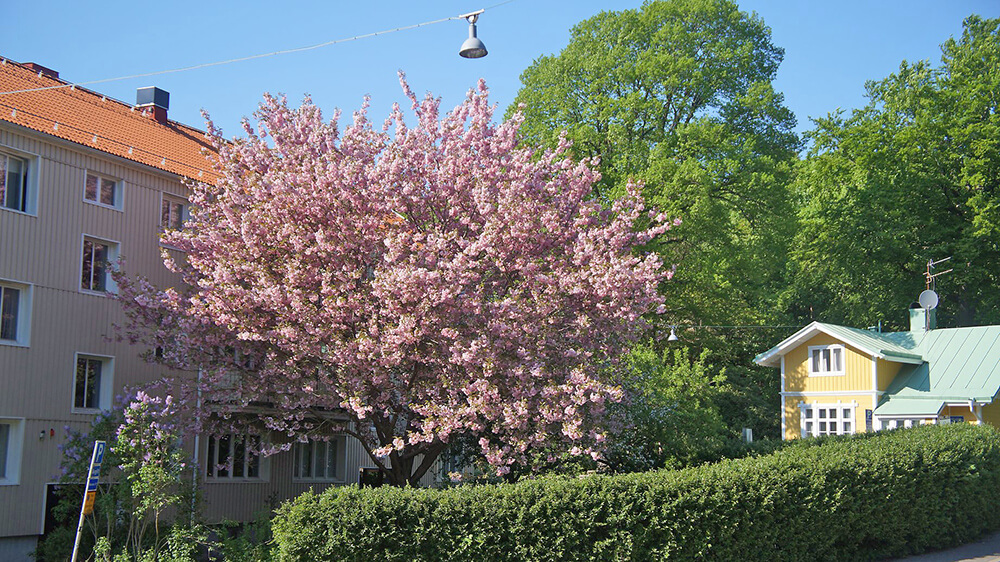歌特堡路邊街景，盛開的粉紅花樹。