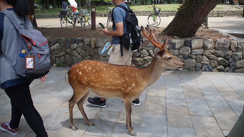 人行道上的梅花鹿，奈良公園。