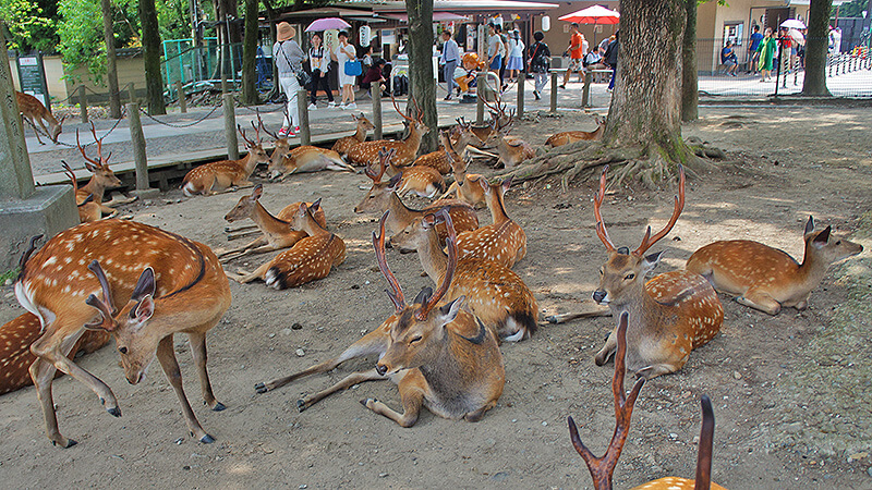 奈良公園，成群的鹿。