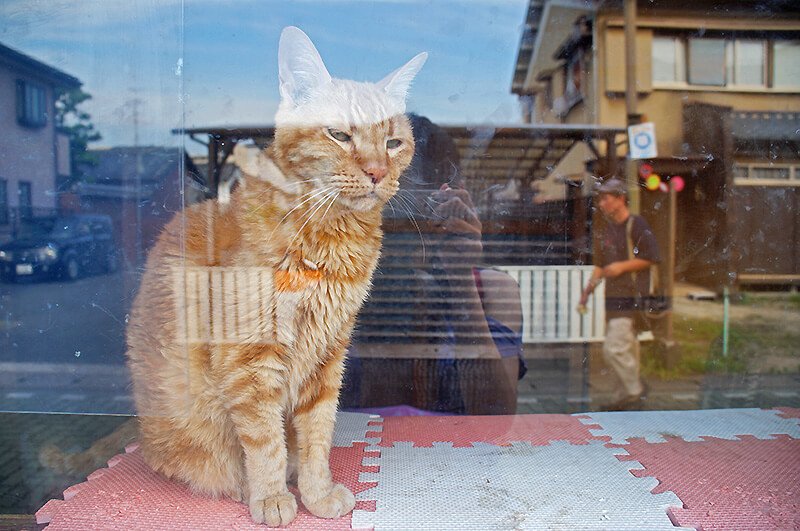 又經過剛剛的貓咪櫥窗，這次，是不同隻貓了？！
