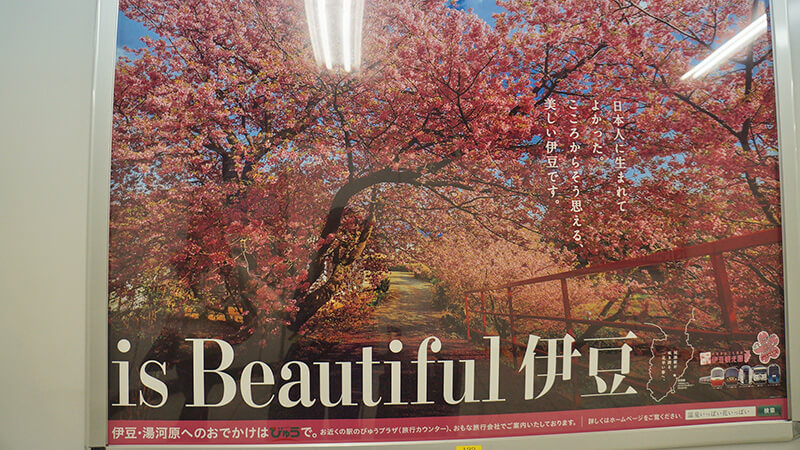 伊豆春天，櫻花美景宣傳照，我也希望這次能看見美麗的櫻花。