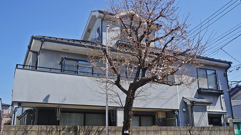 在美麗的房屋前看見漂亮的櫻花。