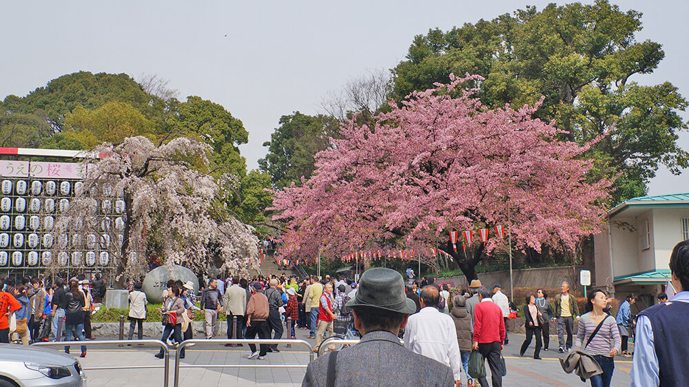 上野公園門口招牌枝垂櫻。