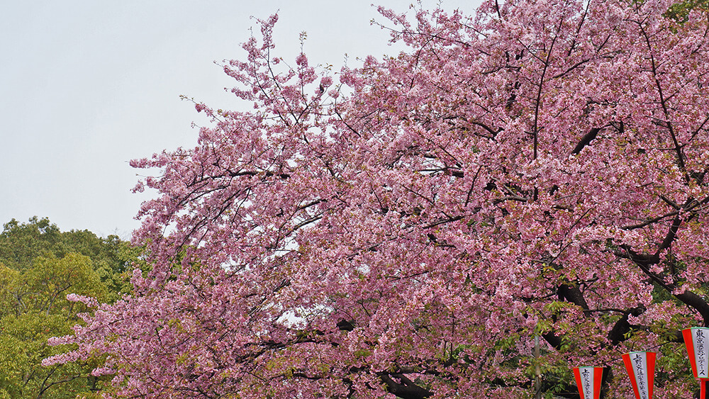 盛開的粉色櫻花！