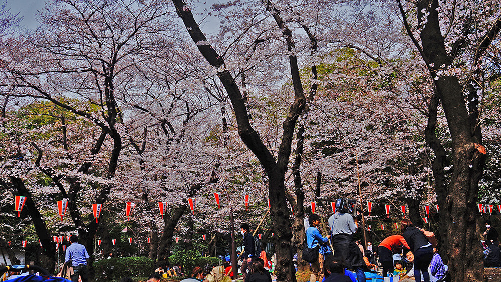 漫天櫻花，樹下野餐，東京上野恩賜公園。