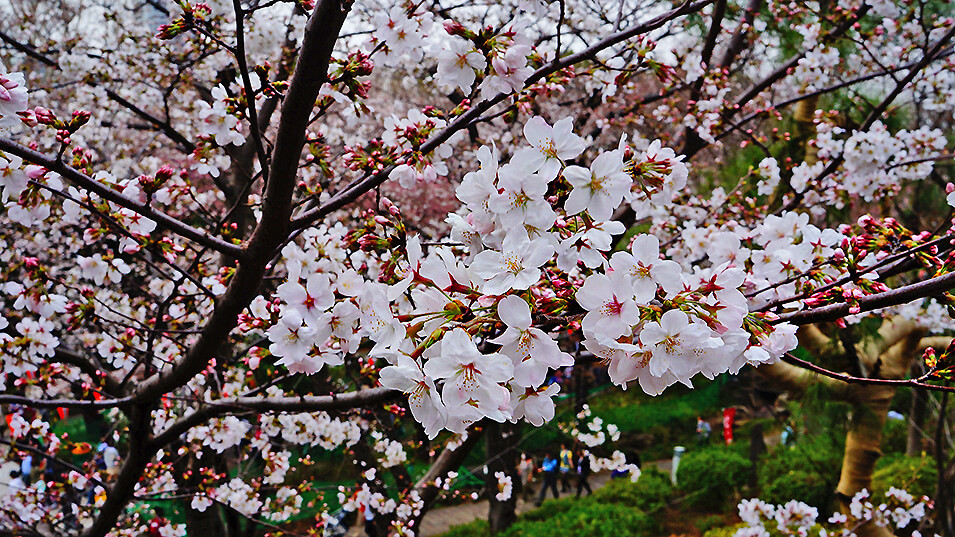 東京上野公園，清水觀音堂，高台賞櫻花。