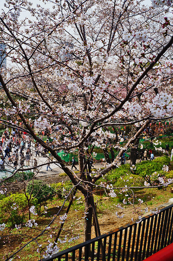 上野公園高台賞櫻。
