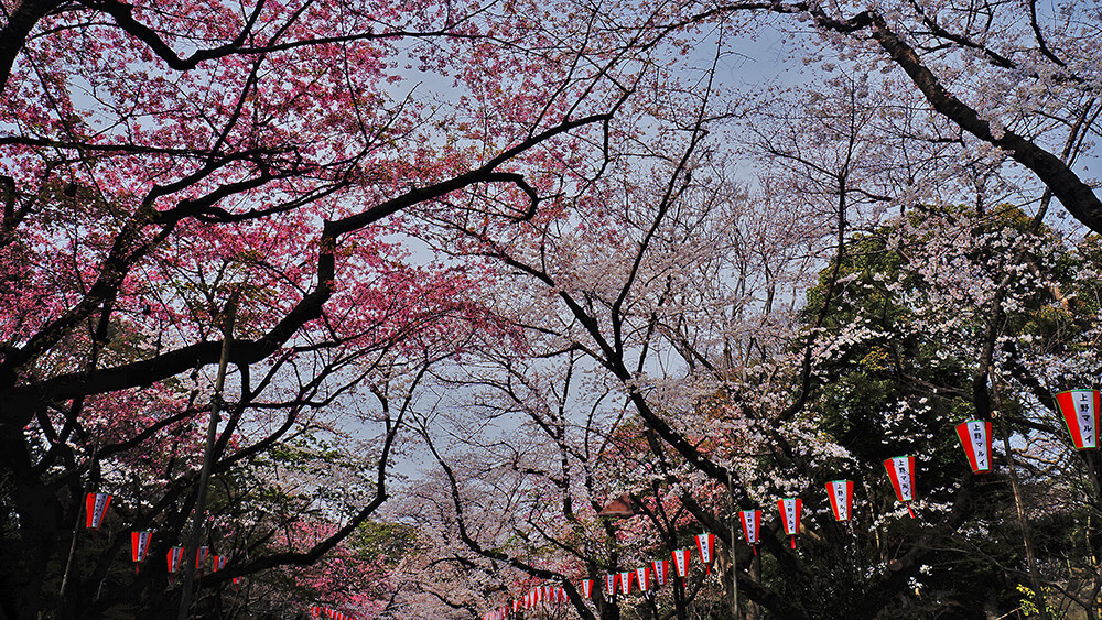 在天空交織出櫻花隧道的櫻花林。