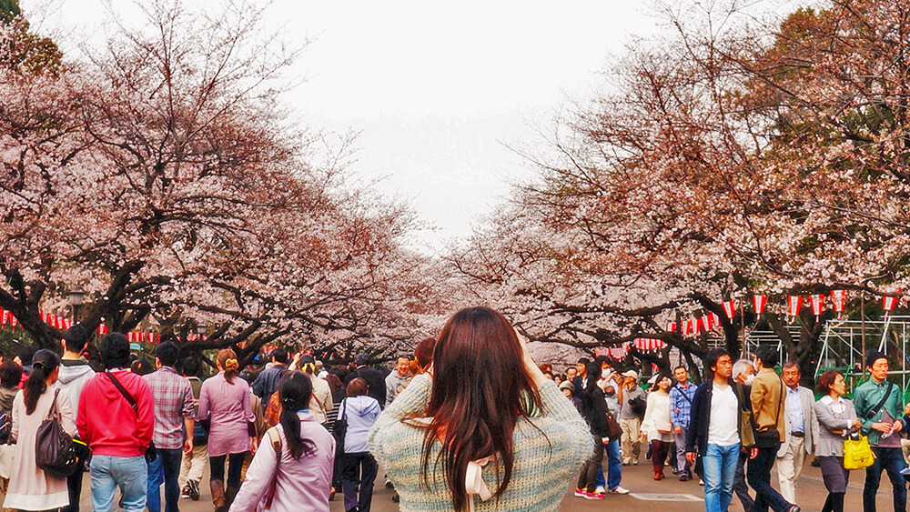 閨蜜的背影與櫻花，上野公園。