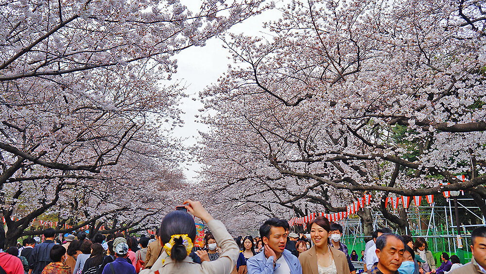 陌生路人的背影與櫻花，上野公園。