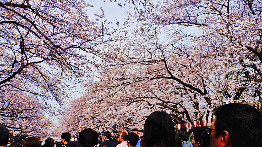 東京花見之旅，上野公園櫻花盛開，人潮滿滿，櫻花紛飛好浪漫！