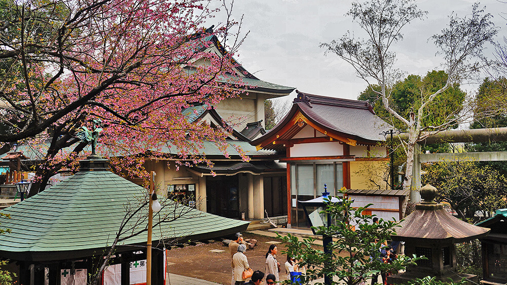 神社庭園櫻花。