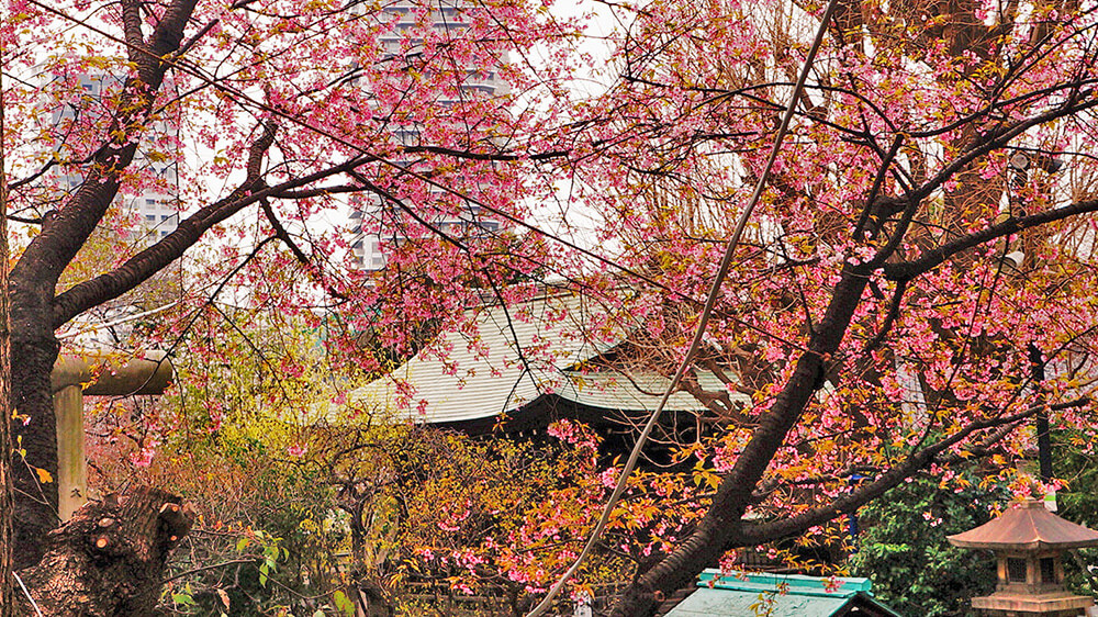 神社庭園漫天櫻花飛舞，好美好浪漫。