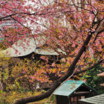 春日花見東京賞櫻，上野公園，稻荷神社，櫻花盛開好浪漫！