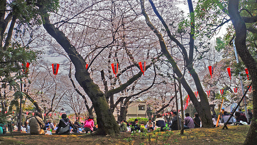 最後一張櫻花野餐照，上野公園櫻花祭典。