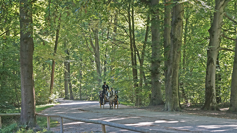 慕尼黑市區「英國花園」林中馬車，好像什麼電影畫面。