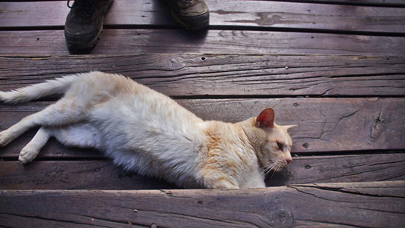 山莊餐廳階梯上，伸懶腰的貓，應該沒被踩過吧ＸＤ