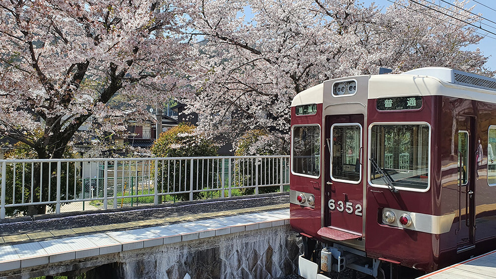 京都嵐山櫻花，好漂亮！這台電車超美！