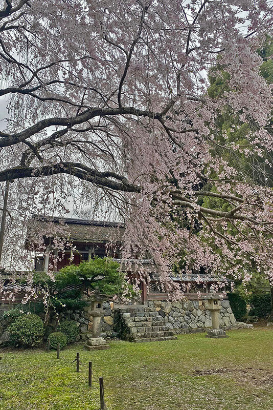 京都賞櫻，氛圍獨特。