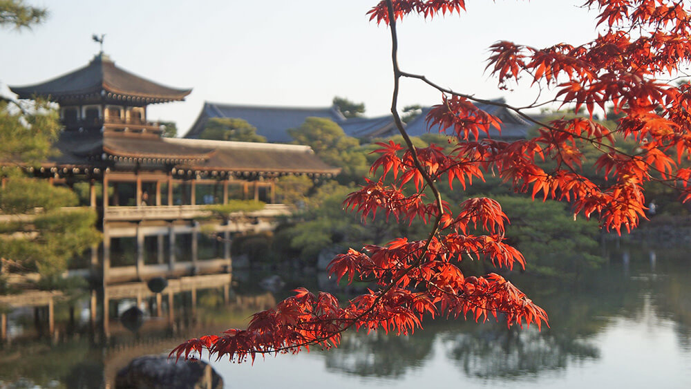 4月中平安神宮賞櫻，撞見美麗的楓紅。