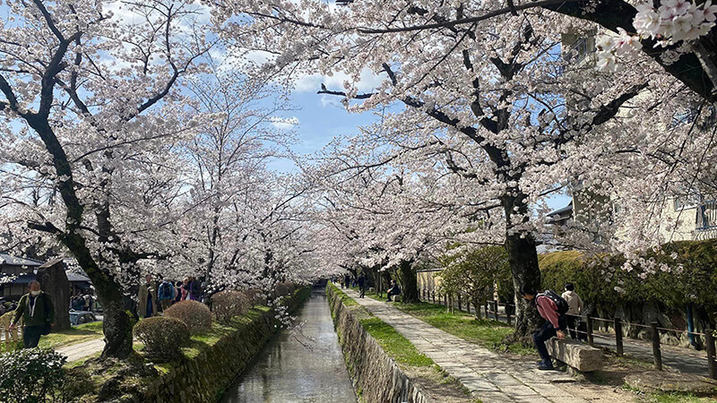 京都，哲學之道，2023。賞櫻期特別長的城市，適合新手。