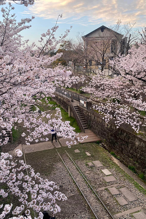 京都「蹴上傾斜鐵路」櫻花。