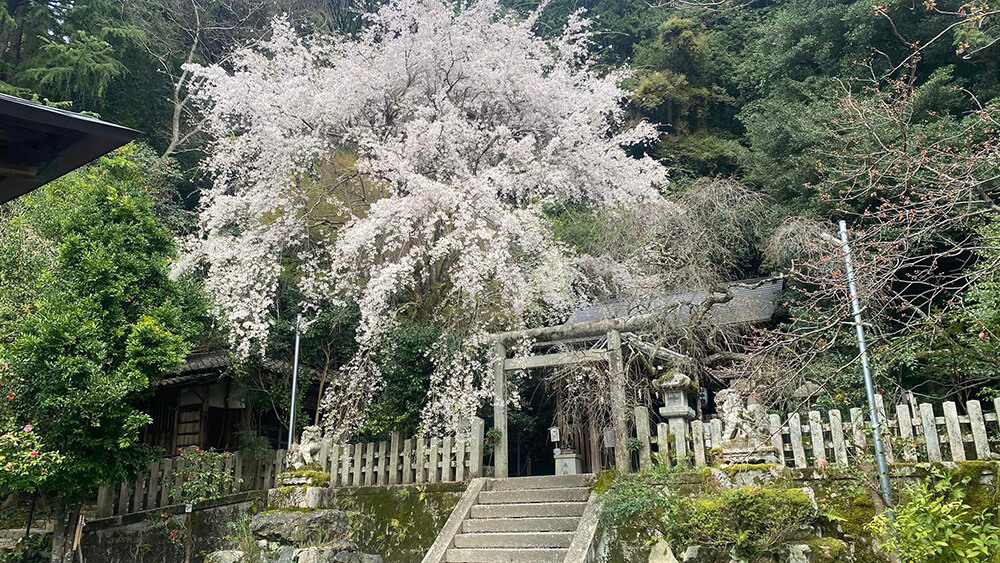 哲學之道上的大豐神社，一株盛開的大櫻樹，讓人佇立許久。