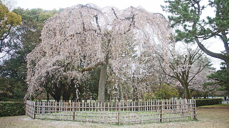 京都御苑西南側的枝垂櫻。