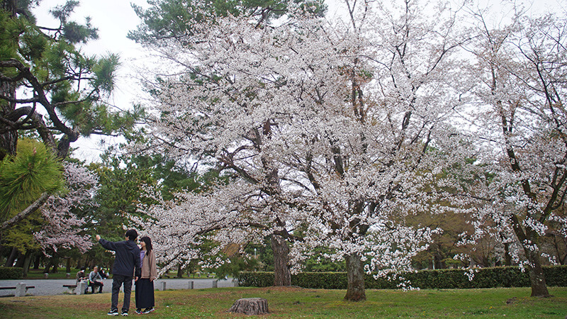 京都御苑內，大道旁的櫻花，適合拍照。