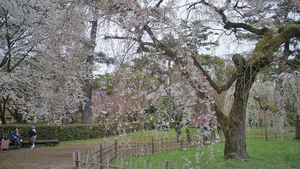 近衛邸宅跡，周圍有長椅，可坐著賞櫻野餐。