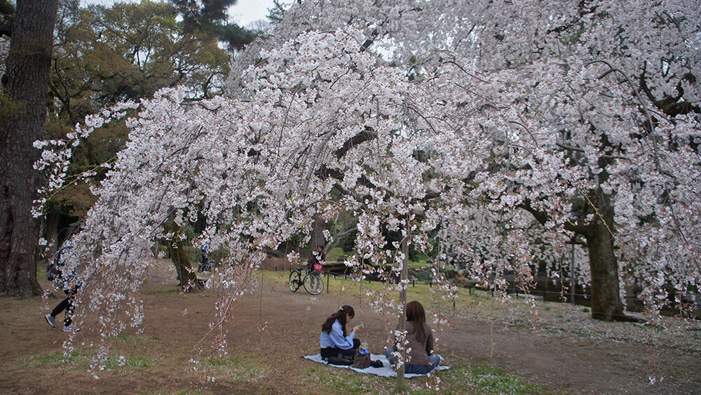 櫻花野餐。