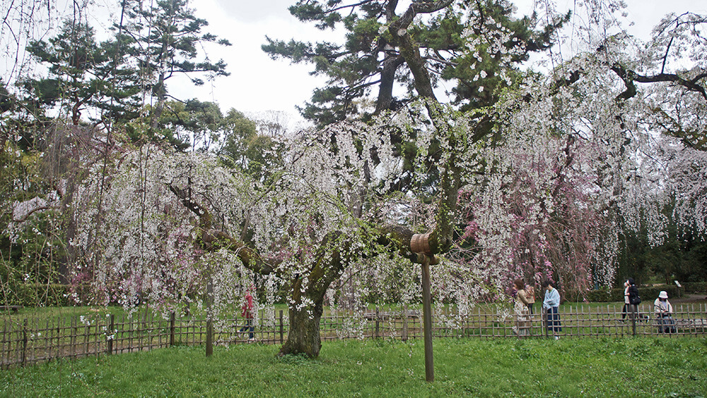 京都御苑，枝垂櫻花園，免費優質的賞櫻景點。
