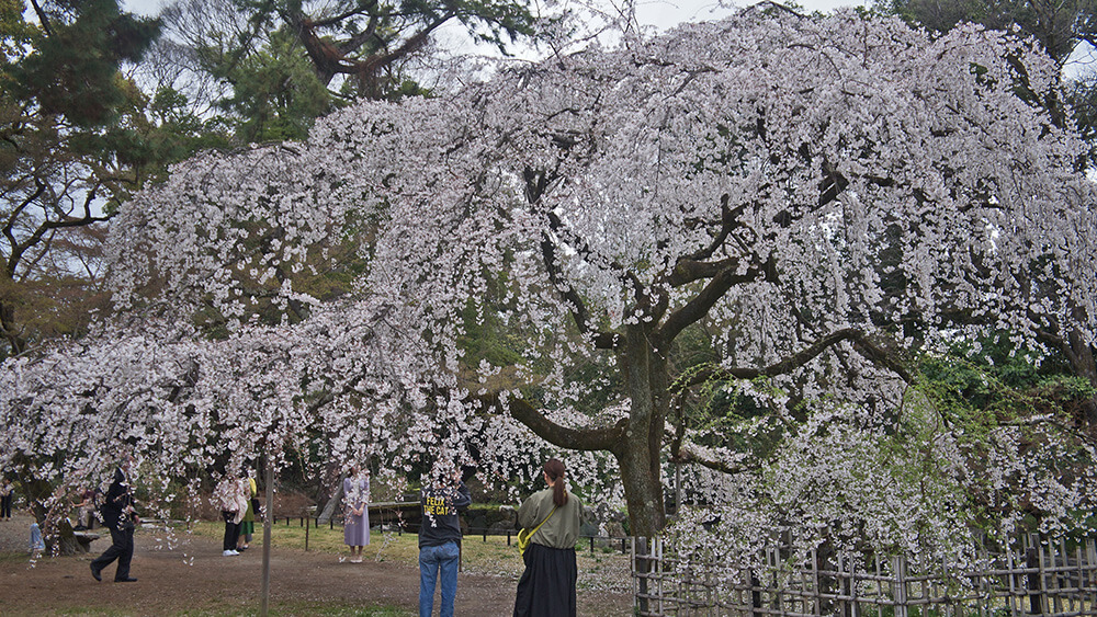 池畔高大的櫻樹，壯觀美麗。