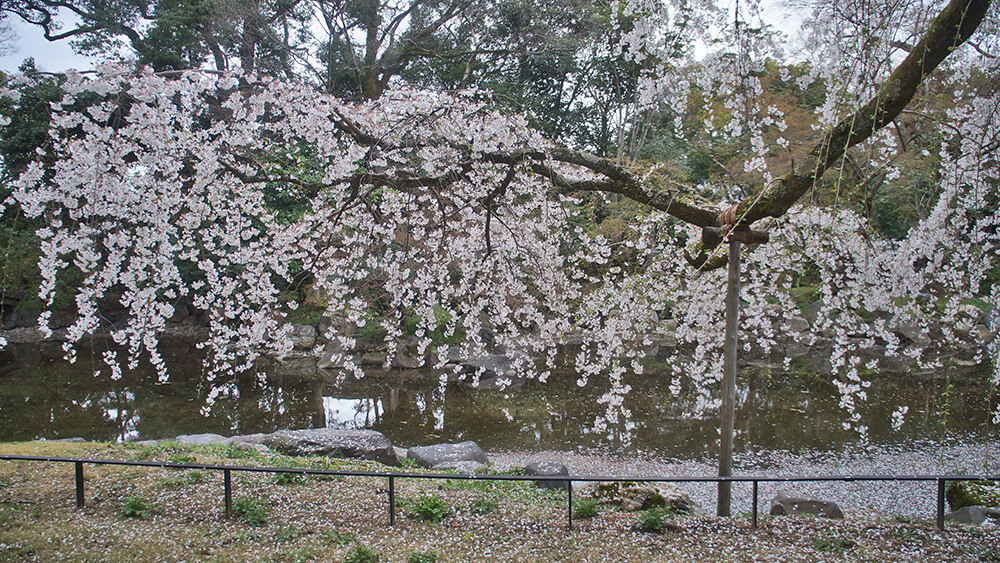 日本京都御苑櫻吹雪，近衛邸跡池畔，美麗的糸櫻，枝垂櫻。