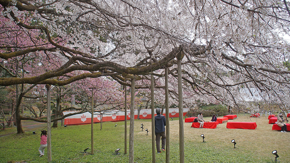 孩子們快樂的在櫻花樹下玩耍。